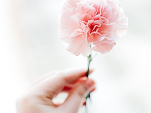 花がもたらす癒しの力とは？花と人のスピリチュアルな関係 | Ma chère fleur